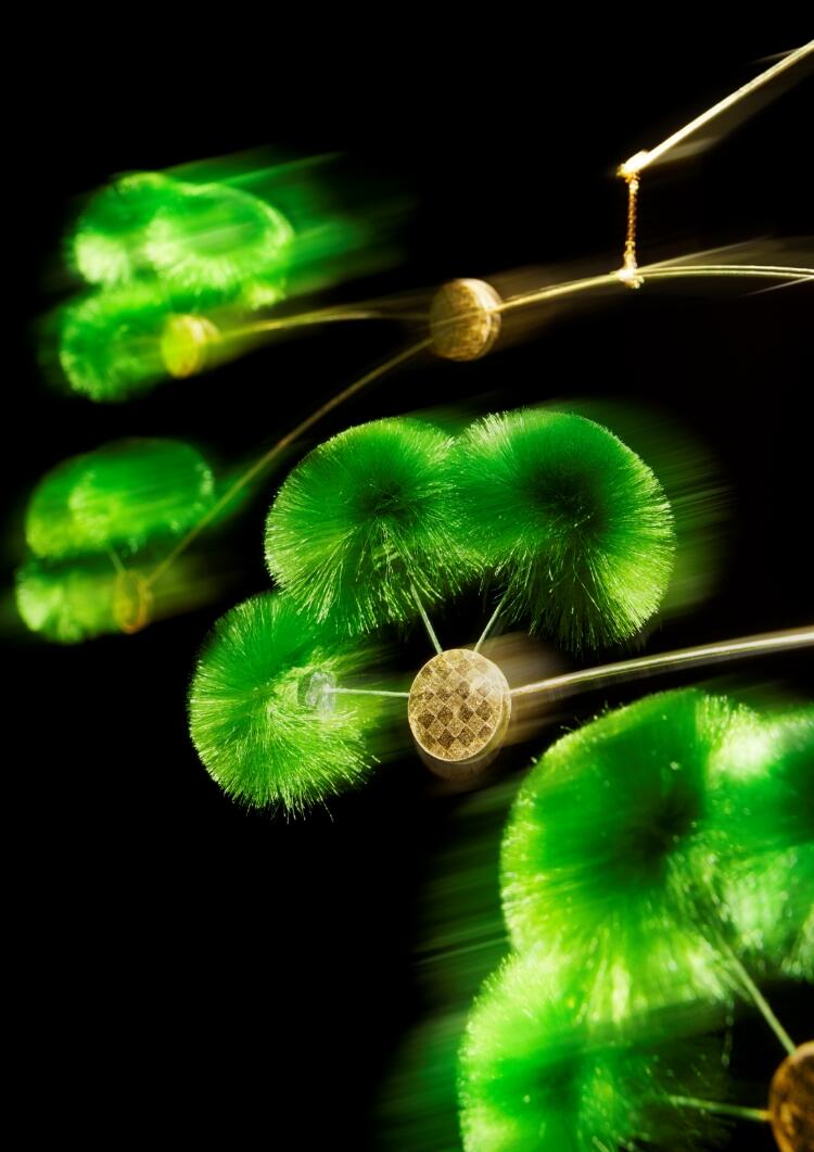 image：Swaying Bonsai