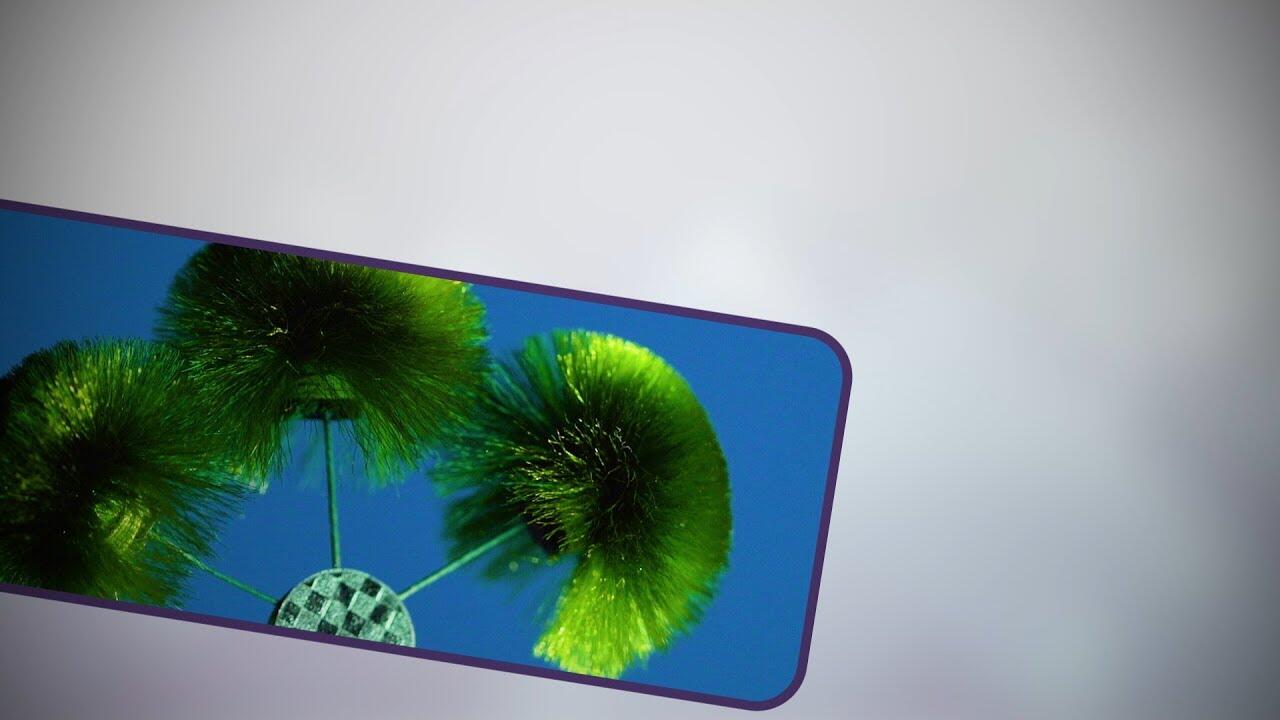 画像：盆栽が動き出す 